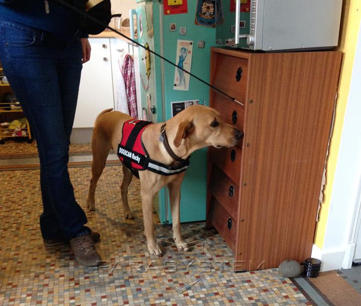 Chien détecteur de punaises de lit au travail