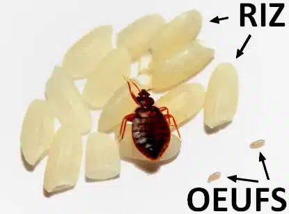 Comparaison punaises de lit Paris 75019