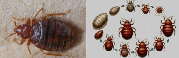 Problèmes avec les solutions grand public contre les punaises de lit