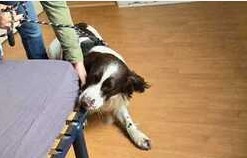 Chien détecteur de punaises de lit