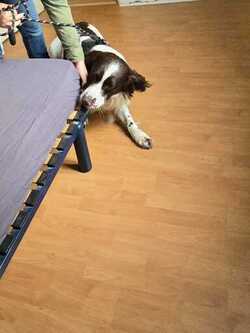 Chien détecteur Bébé Paris 75019