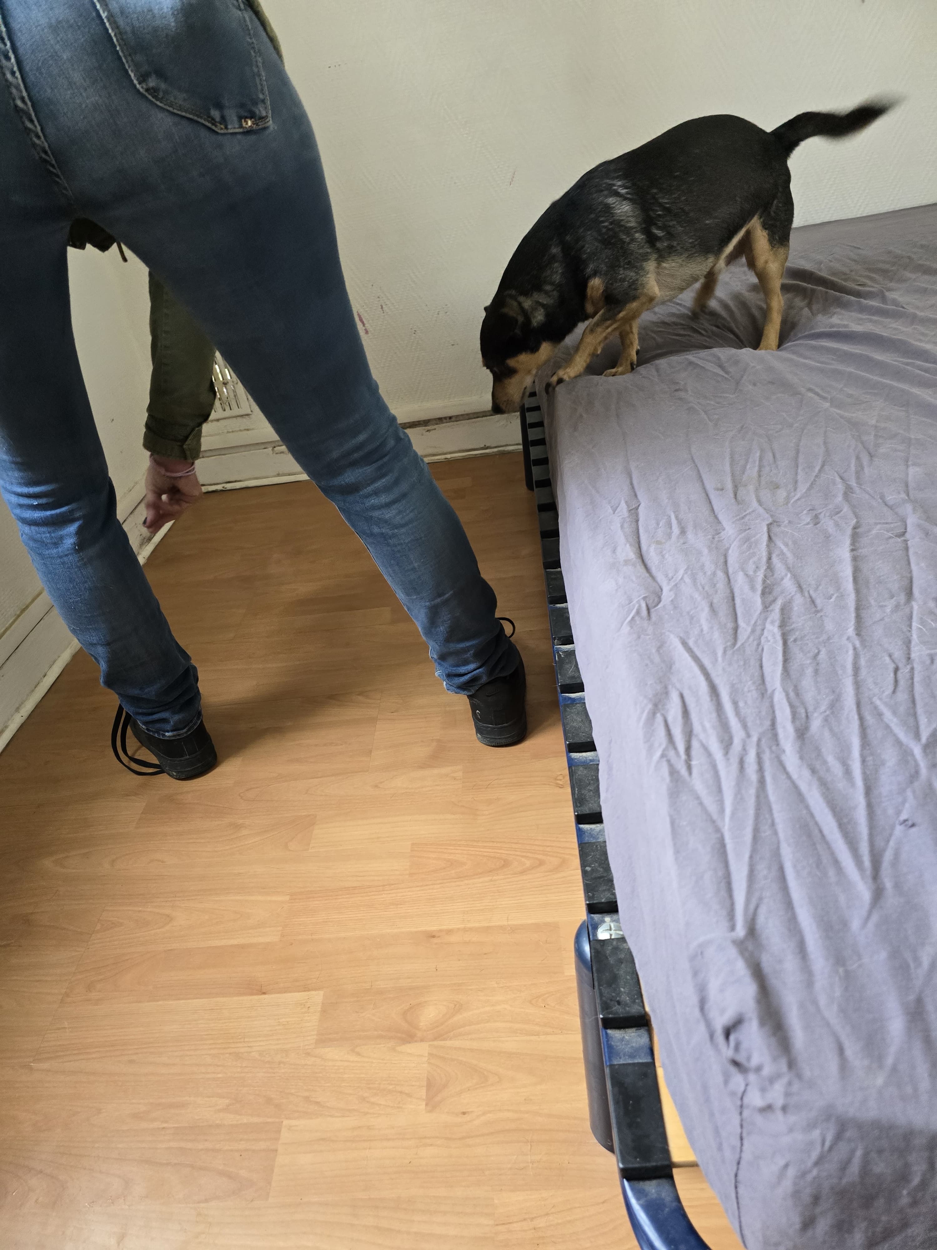 Chien détecteur de punaises de lit