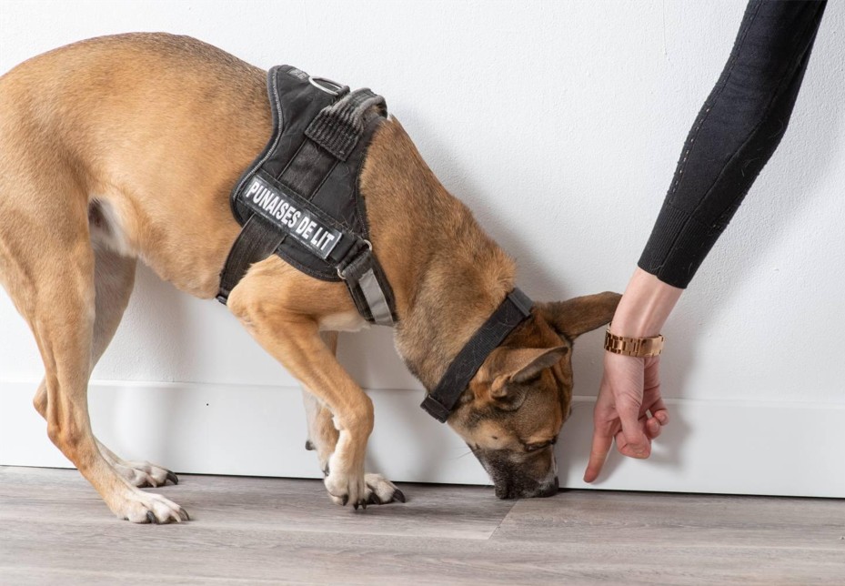 Diagnostic punaises de lit par détection canine Paris 75008