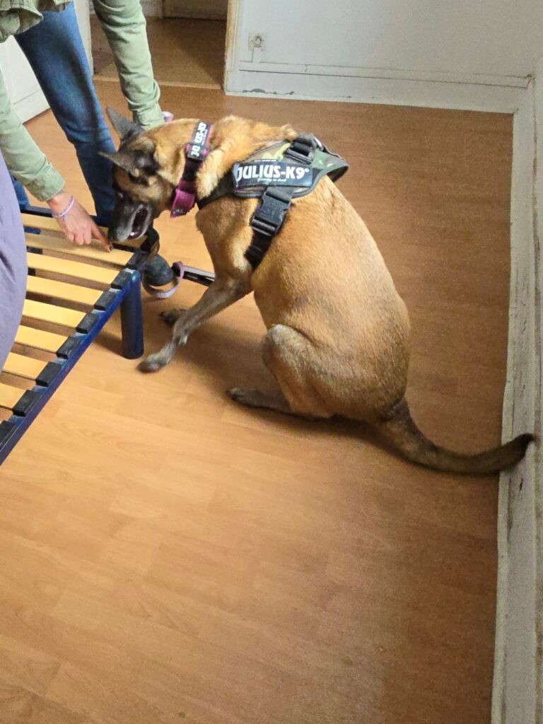 Dog Expertise Nuisible - Chiens détecteurs