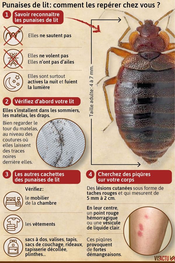 Punaises de Lit : Comment reconnaître les signes et confirmer leur présence, symptômes, traces et premiers signes d’alerte.