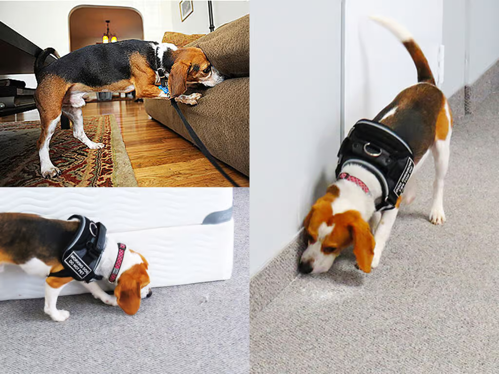 Punaises de lit : Faut-il démonter les meubles ? Non avec la détection canine. Illustration montrant chien détecteur en action près de mobilier intact avec maître-chien expert.
