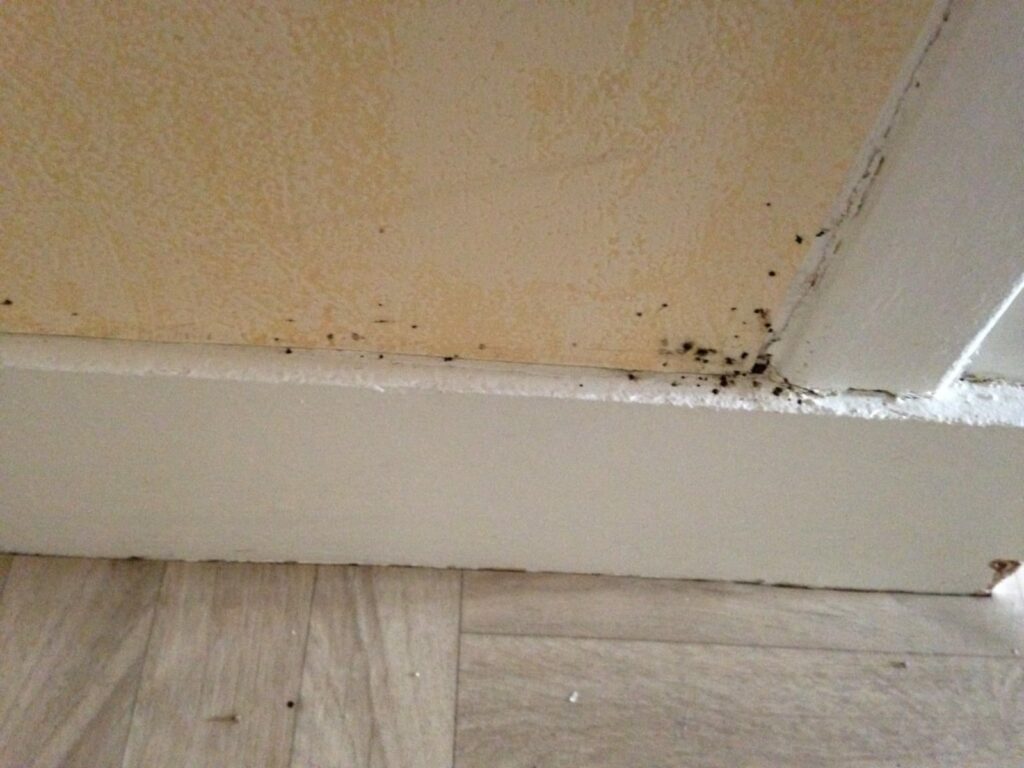 Exemple de punaises de lit installées dans un mur