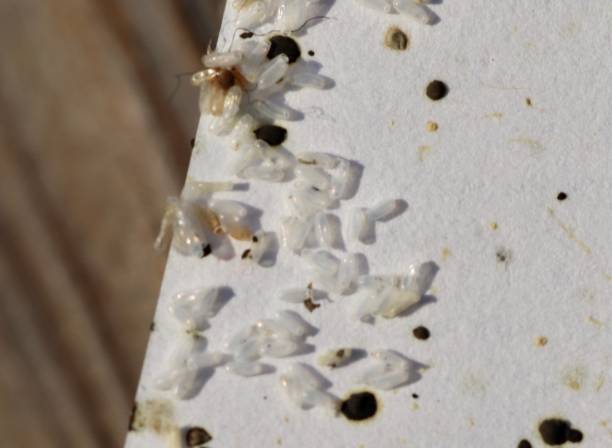signes de punaises de lit mues et oeufs sur matelas
