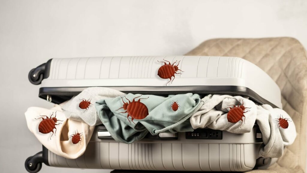 punaises de lit valises voyage